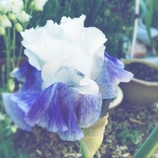Blue And White Iris 2