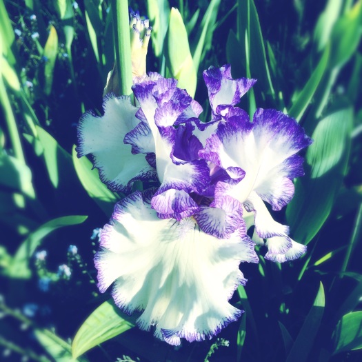 Purple And White Iris