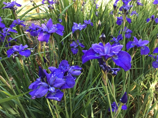 Blue Siberian Iris
