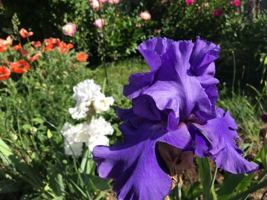 Irises In My Garden