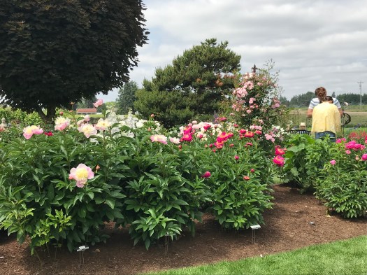 Adelman’s Peony Farm